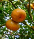 Mandarin citrus fruits on the tree