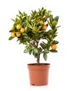 Mandarin citrus plant Royalty Free Stock Photo