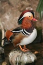 Mandarin duck Royalty Free Stock Photo