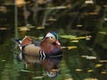 Mandarin duck Royalty Free Stock Photo