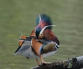 Mandarin duck Royalty Free Stock Photo