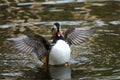 Mandarin Duck Royalty Free Stock Photo