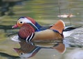 Mandarin duck Royalty Free Stock Photo