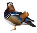 Mandarin duck