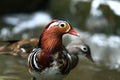 Mandarin duck Royalty Free Stock Photo