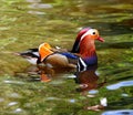 Mandarin Duck Royalty Free Stock Photo