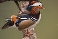 Mandarin Duck Royalty Free Stock Photo