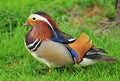 Mandarin duck (Aix galericulata) Royalty Free Stock Photo