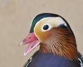 Mandarin Duck.