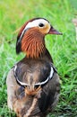 Mandarin duck Royalty Free Stock Photo