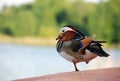 Mandarin Duck Royalty Free Stock Photo