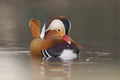 Mandarin Duck (Aix galericulata) Royalty Free Stock Photo