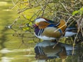 Mandarin Duck / Aix galericulata Royalty Free Stock Photo