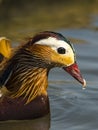 Mandarin Duck / Aix galericulata Royalty Free Stock Photo