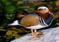 Mandarin Duck (Aix galericulata) Royalty Free Stock Photo