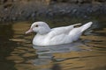 Mandarin Duck, Aix galericulata, an albino subject Royalty Free Stock Photo