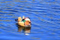 Mandarin Duck (Aix galericulata) in Brandeburg, Germany Royalty Free Stock Photo