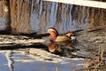 Mandarin Duck (Aix galericulata) in Brandeburg, Germany Royalty Free Stock Photo