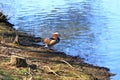 Mandarin Duck (Aix galericulata) in Brandeburg, Germany Royalty Free Stock Photo