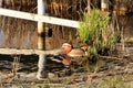 Mandarin Duck (Aix galericulata) in Brandeburg, Germany Royalty Free Stock Photo