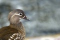 Mandarin Duck (Aix galericulata), a closeup of the female