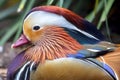 Mandarin Duck, Aix galericulata Closeup Profile Royalty Free Stock Photo