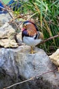 Mandarin duck Aix galericulata drake Royalty Free Stock Photo