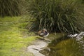 Mandarin Duck Aix galericulata drake Royalty Free Stock Photo