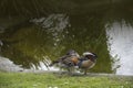 Mandarin Duck Aix galericulata drake standing on the Quayside Royalty Free Stock Photo