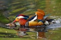Mandarin duck Aix galericulata mating time of mandarin ducks. Pair of ducks during courtship