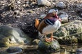 The mandarin duck, Aix galericulata in a german zoo