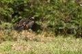 Mandarin duck Aix galericulata perching in flight Royalty Free Stock Photo