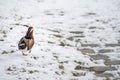 Mandarin duck, Aix galericulata, single male bird in snow Royalty Free Stock Photo