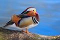 Mandarin Duck, Aix galericulata, sitting on the branch with blue water surface in background. Beautiful bird near the river water. Royalty Free Stock Photo