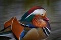 Mandarin Duck, Aix galericulata, sitting on the branch with blue water surface in background. Beautiful bird near the river water Royalty Free Stock Photo