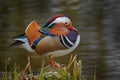 Mandarin Duck, Aix galericulata, sitting on the branch with blue water surface in background. Beautiful bird near the river water Royalty Free Stock Photo