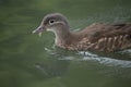 Mandarin Duck (Aix galericulata) Royalty Free Stock Photo