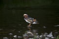 Mandarin Duck (Aix galericulata) Royalty Free Stock Photo