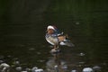 Mandarin Duck (Aix galericulata) Royalty Free Stock Photo