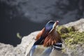 Mandarin Duck (Aix galericulata) Royalty Free Stock Photo