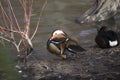 Mandarin Duck (Aix galericulata) Royalty Free Stock Photo