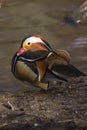 Mandarin Duck (Aix galericulata) Royalty Free Stock Photo