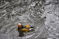 Mandarin Duck (Aix galericulata) Royalty Free Stock Photo