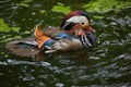 Mandarin duck (Aix galericulata). Royalty Free Stock Photo