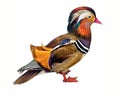 The mandarin duck, Aix galericulata Royalty Free Stock Photo