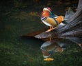 Mandarin duck Royalty Free Stock Photo