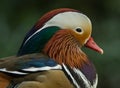 Mandarin Duck Royalty Free Stock Photo