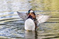 Mandarin duck bird