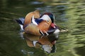 Mandarin duck bird