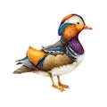 Mandarin duck bird watercolor realistic illustration. Hand drawn beautiful wildlife waterfowl asian avian. Bird with